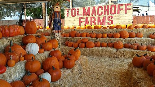 Pumpkin Days & Corn Maze 2025 poster